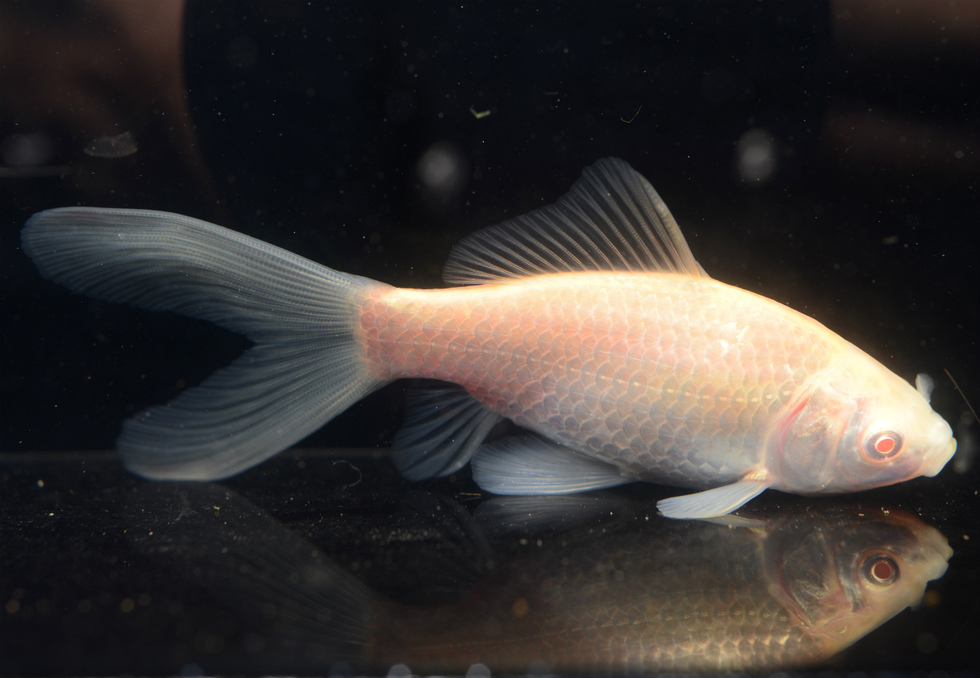 鉄魚 メダカ園たむら